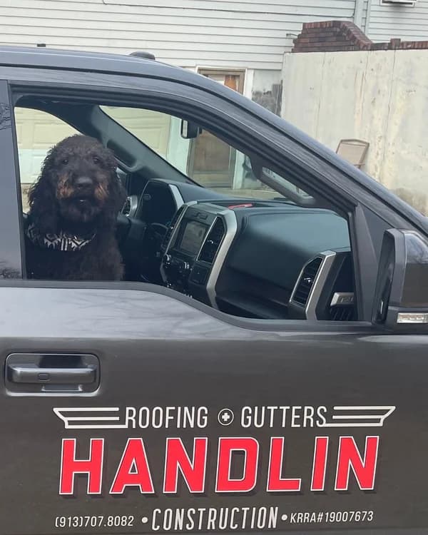 Company dog